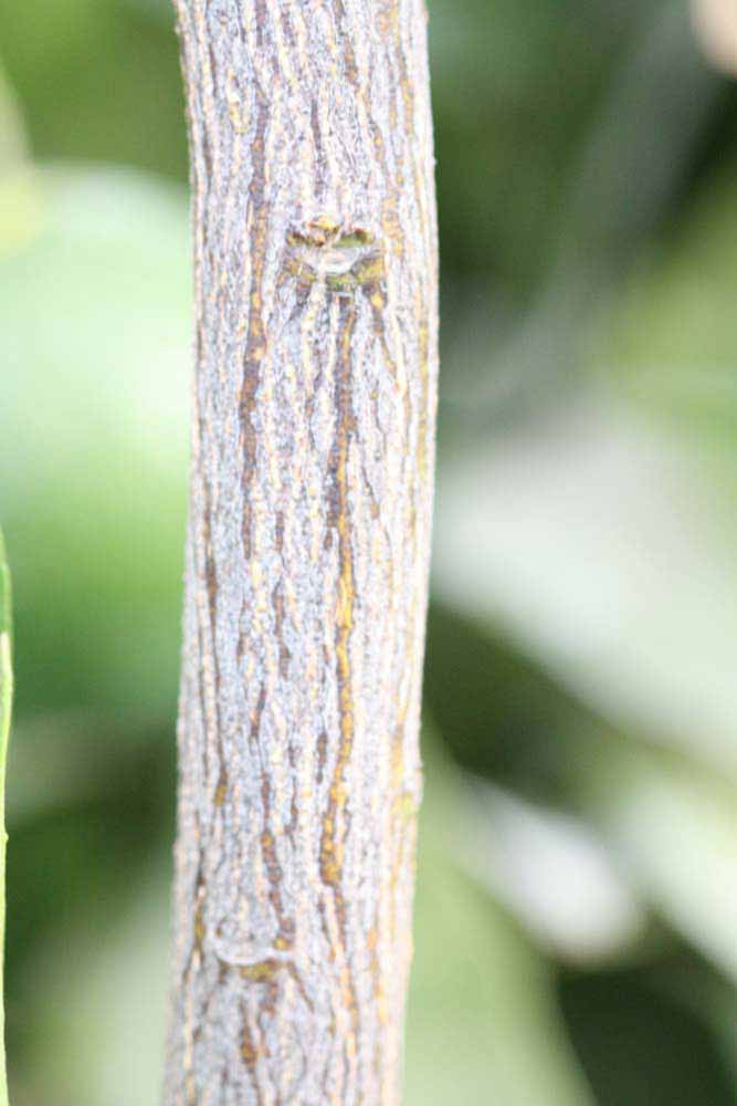              Second - third year twig (Riverside,   CA)       